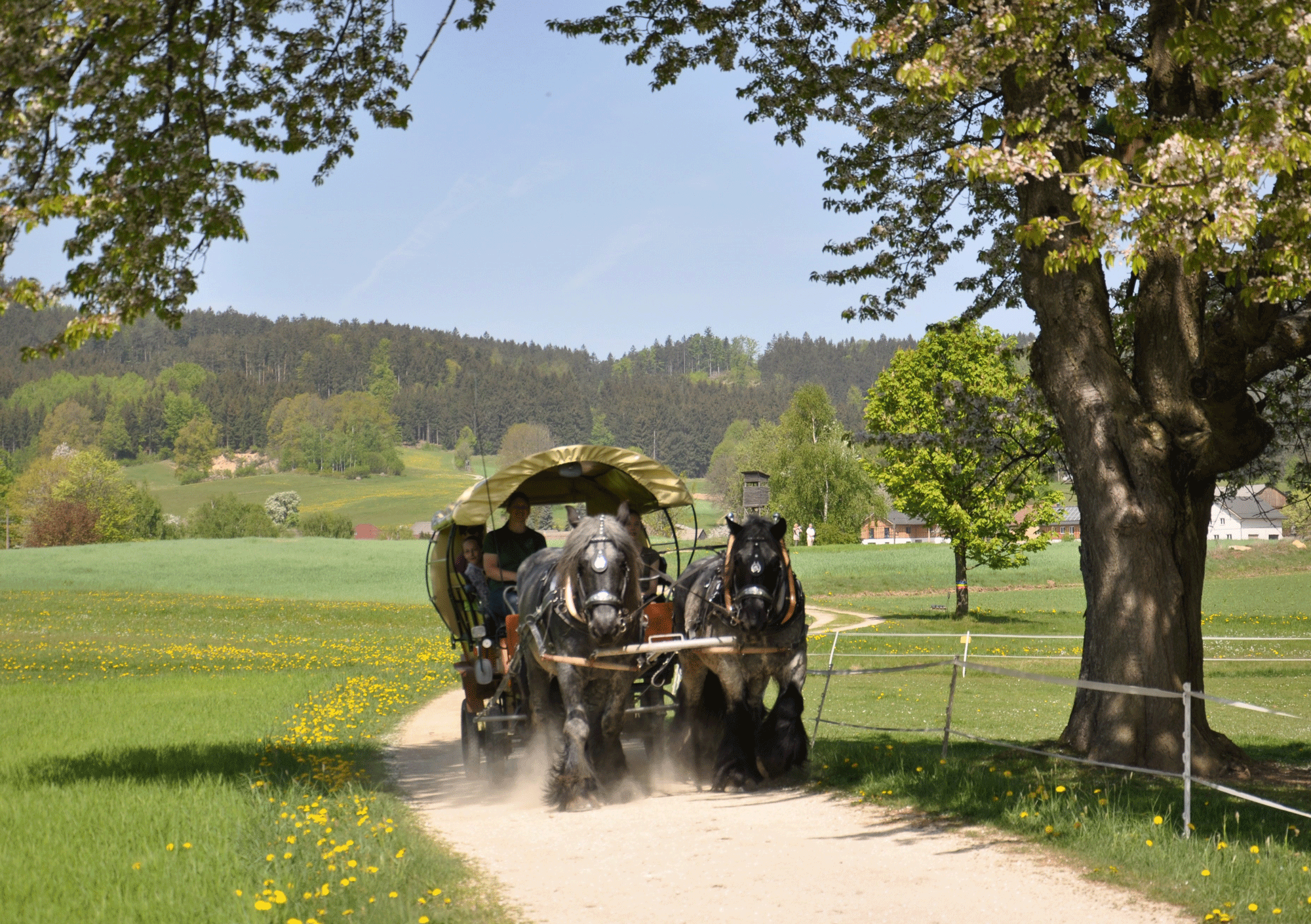 Gasthaus & Ponyhof Holzmühle
