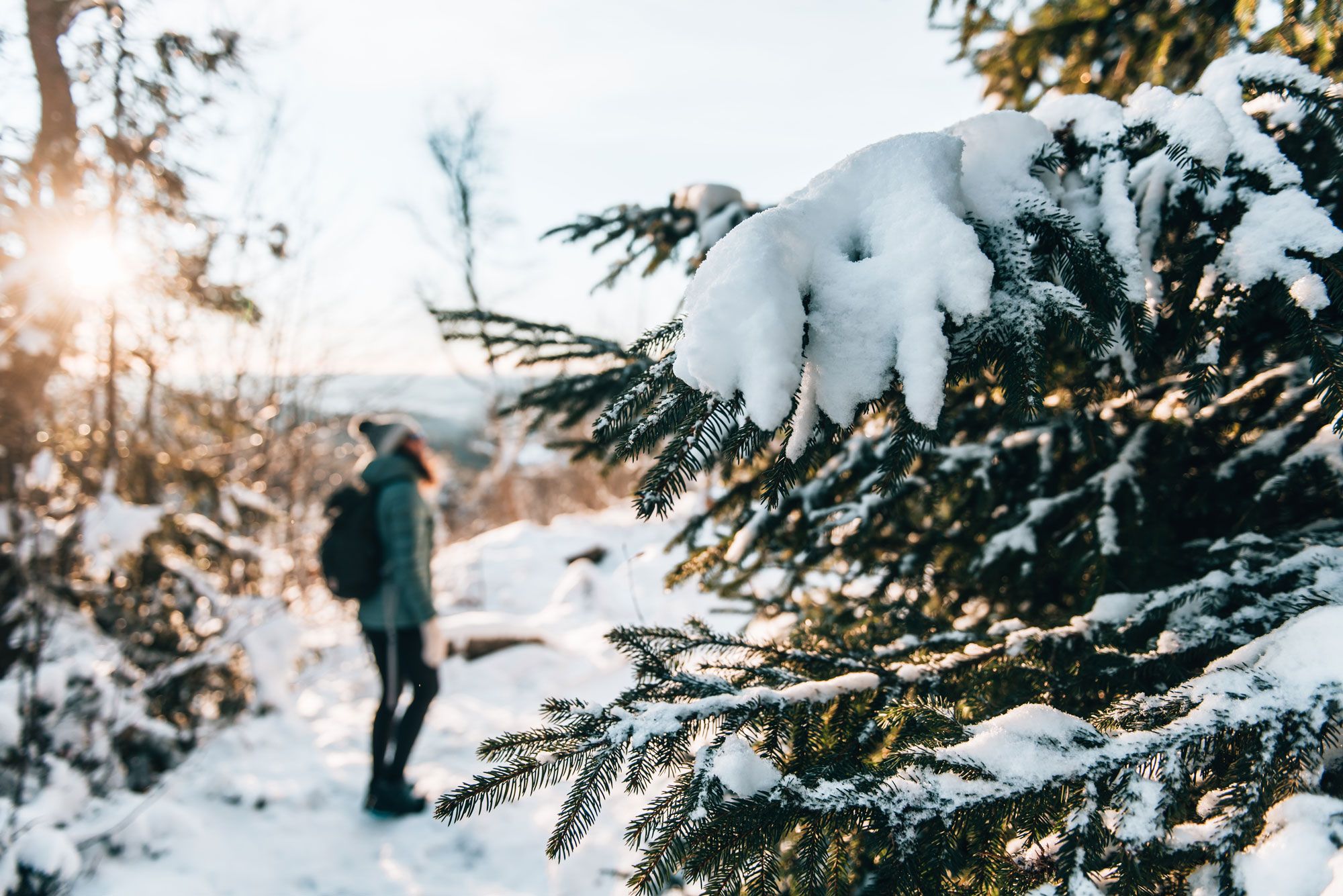Verschneiter Tannenbaum im Vordergrund, Person im Hintergrund auf einem winterlichen Waldweg.
