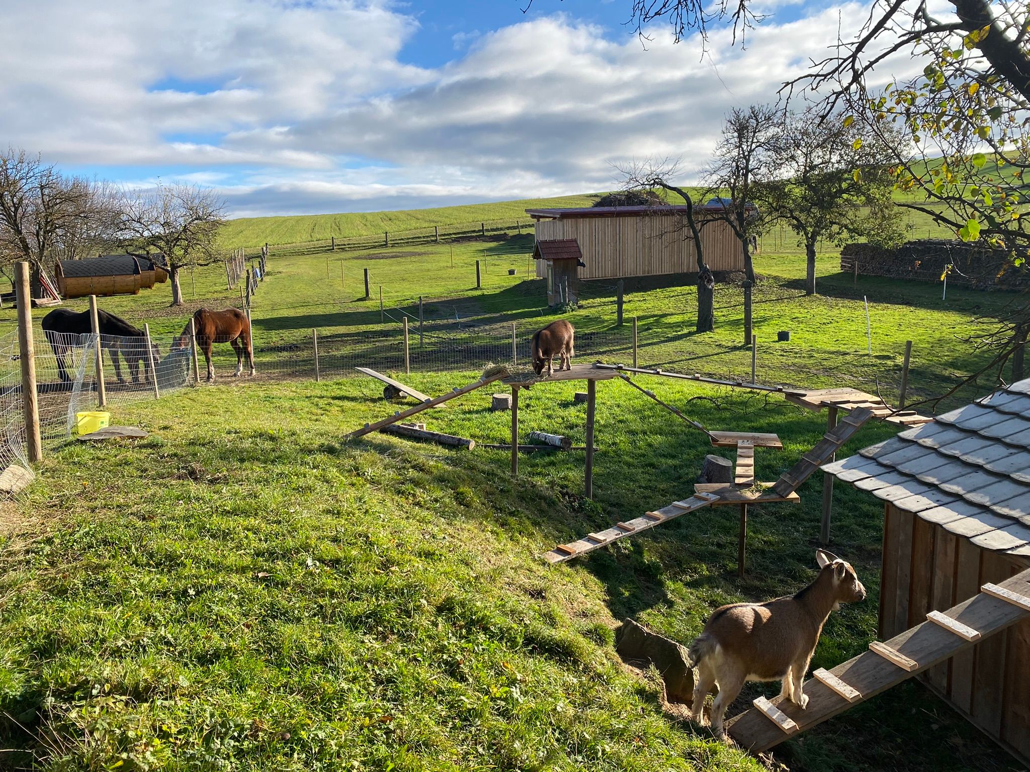 Ein Bauernhof mit Ziegen und Pferden auf einer grünen Wiese unter blauem Himmel.