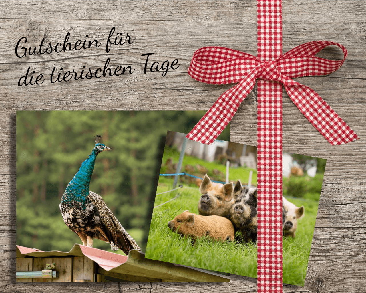 Gutschein für die tierischen Tage